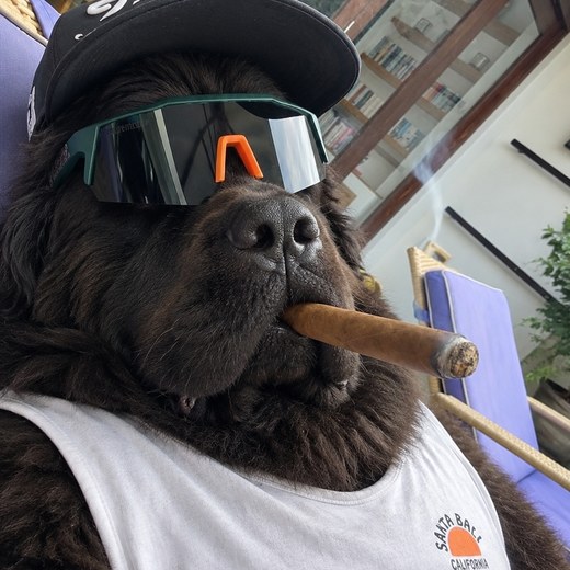 Support team owner